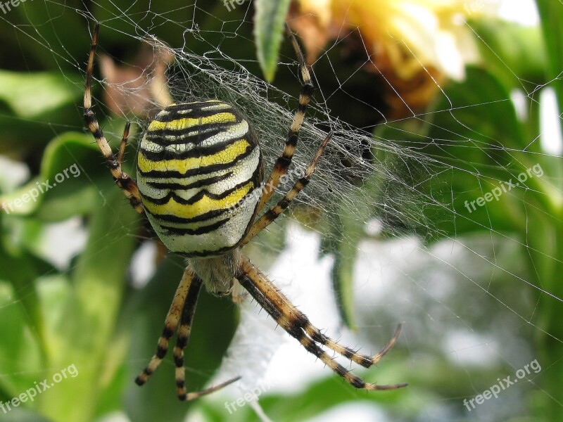 Insect Spider Animal World Garden Zebraspinne