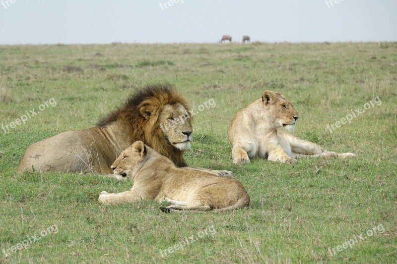 Mammal Lion Wildlife Grass Animal