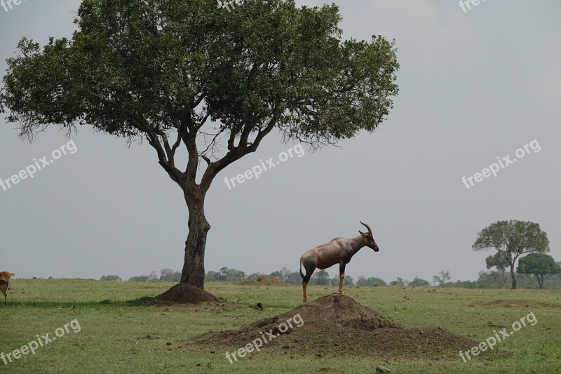 Tree Grass Nature Landscape Outdoors