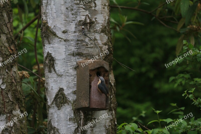 Tree Wood Bark Nature Tribe