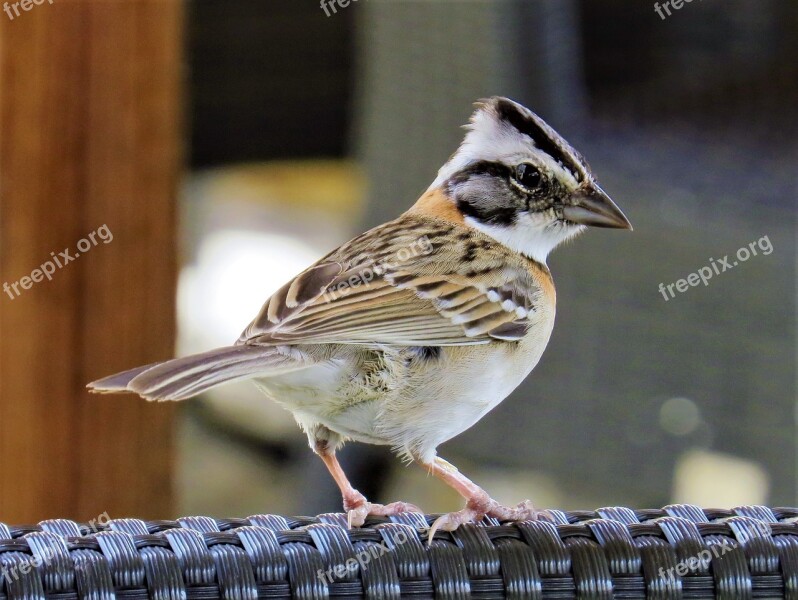 Bird Nature The Animal Kingdom Free Photos