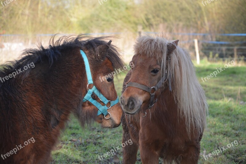 Shetland Pony Small Horse Couple Pony Glamour Gecko Complicity Mammal