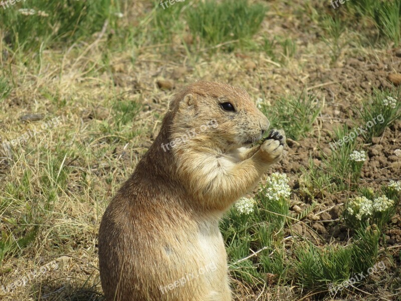 Prairie Dog Rodent Colony Eat Usa