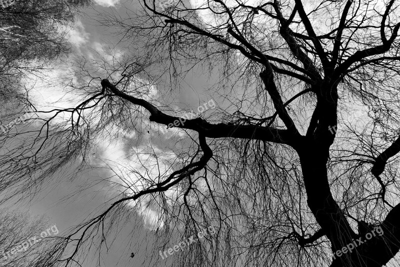 Weeping Willow Willow Tree Tree Top Branch