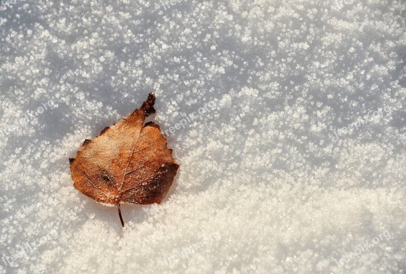 Winter Season Frost Leaf Nature