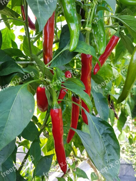 Green Peppers Vegetable Spice Food Pepper