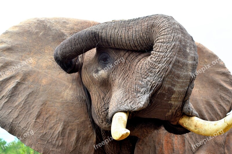 Nature Animal Wildlife Elephant Mammal