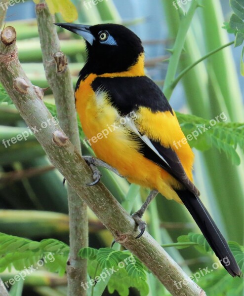 Turpiaali Bird Tropical Nature Yellow