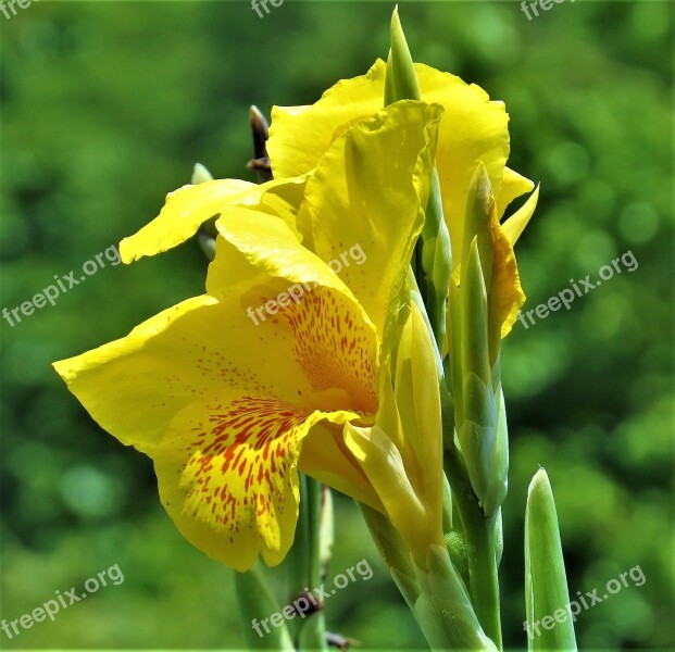 Iris Flower Thriving Plant Petal