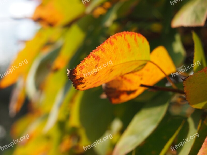 Nature Autumn Leaf Plant Tree