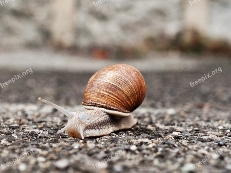 Snail Slowly Bauchfuesser Exoskeleton Shellfish