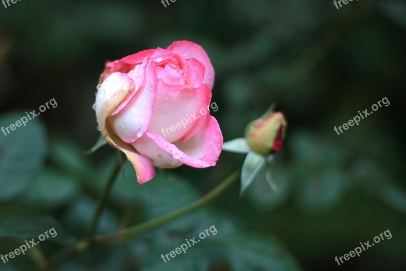 Mouthwatering Rose New Rose Garden Free Photos