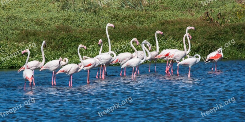 Greater Flamingos Wading Blue Water Pink Reflections