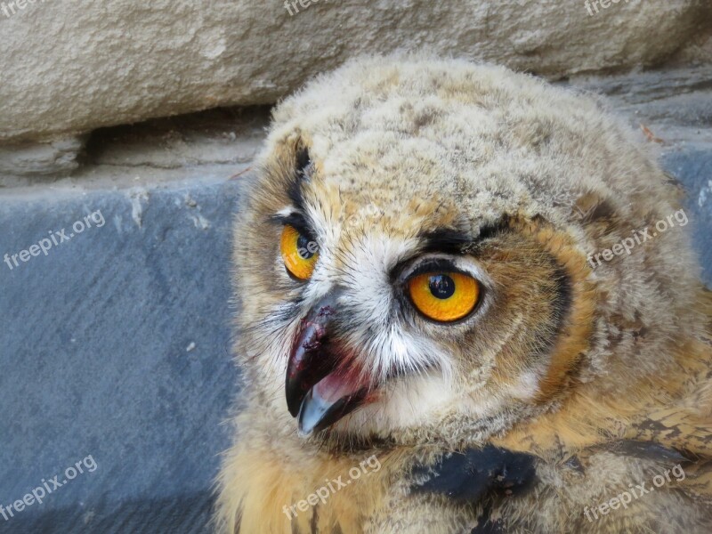 Eagle Owl Young Animal Branching Animal World Animal