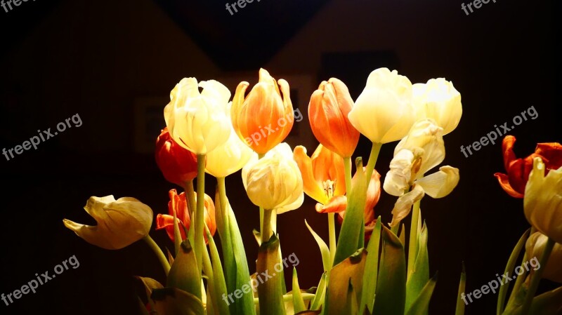 Flower Nature Plant Tulip Bright