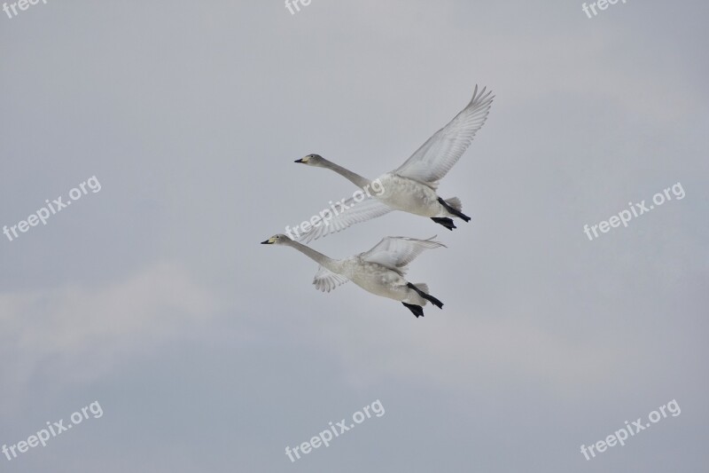 Animal Sky Bird Wild Birds Waterfowl