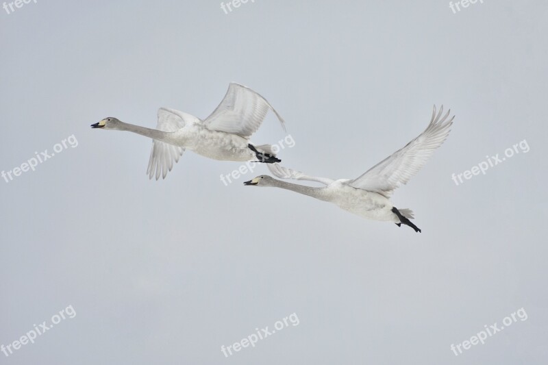 Animal Sky Bird Wild Birds Waterfowl