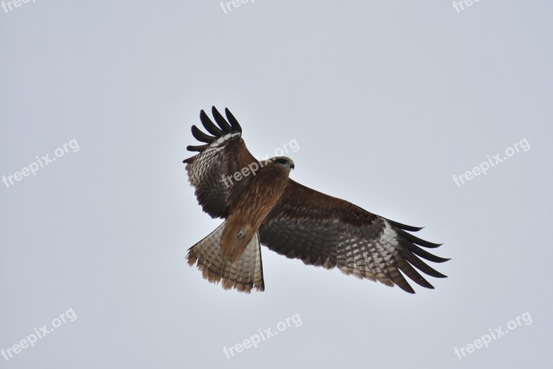 Animal Sky Bird Wild Birds In Africa