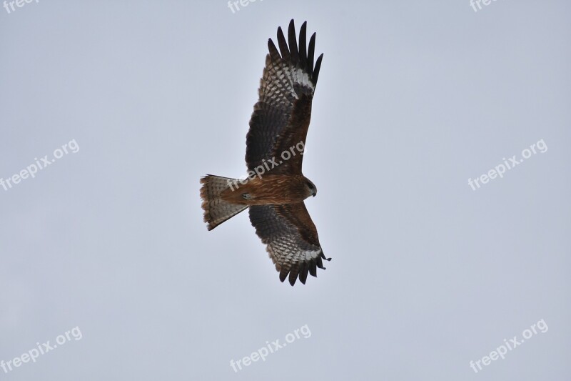 Animal Sky Bird Wild Birds In Africa