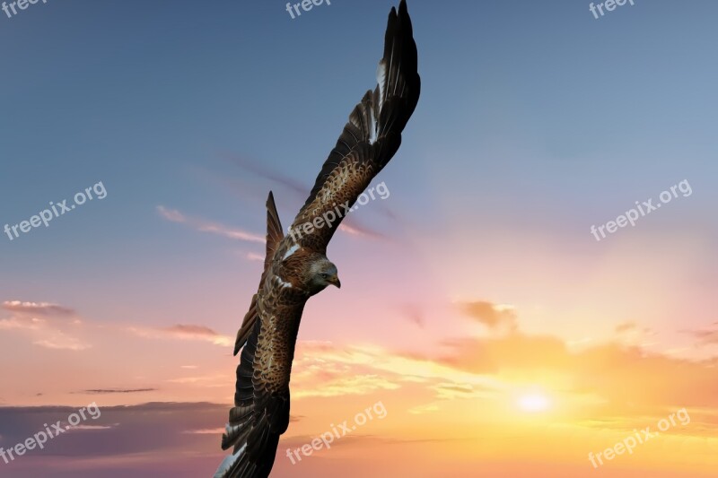 Red Kite Bird Raptor Flight Feather