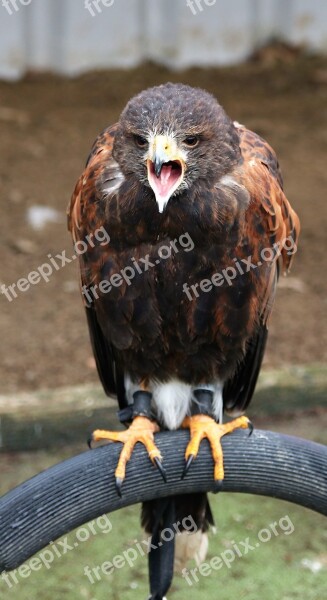 Harris Hawk Raptor Eagle Prey Wildlife