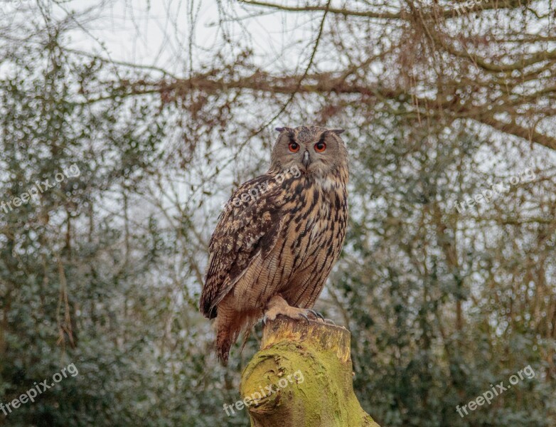 Eurasian Eagle Owl Nature Bird Wildlife Animal