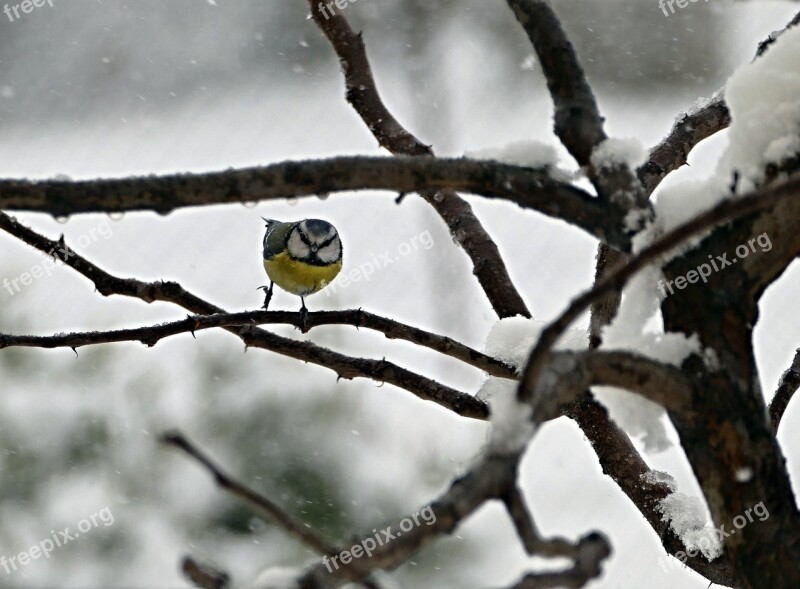 Tit Whiting Little Bird Spevavý Tree