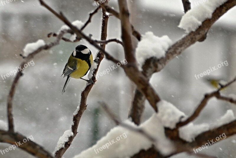 Tit Little Bird Feeding Garden Tree