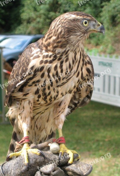 Nature Animal World Adler Animal Bird Of Prey