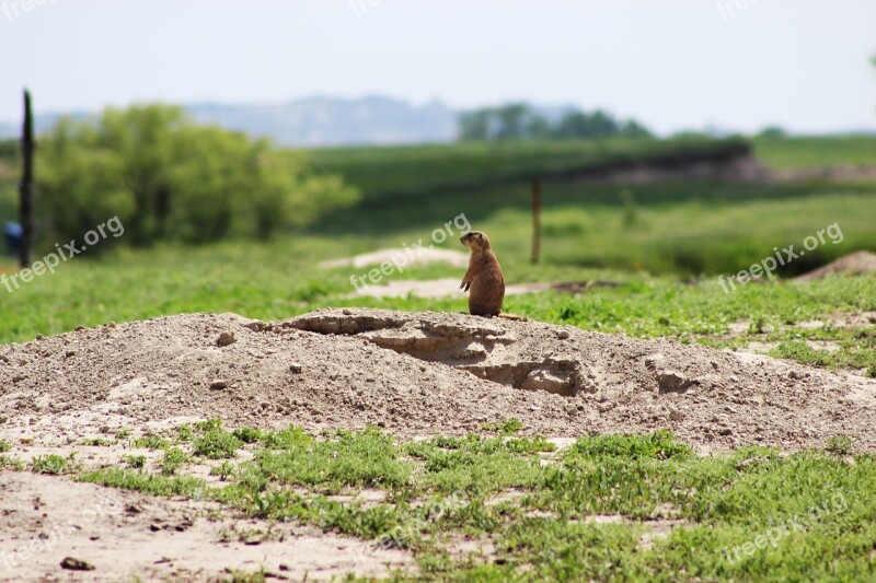 Nature Outdoors Prairie Dog Summer Natural