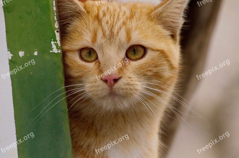 Portrait Animalia Nice Cat Mammalia