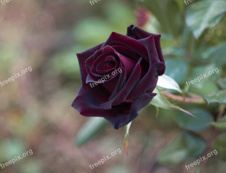 Rose Flower Floral Nature Leaf