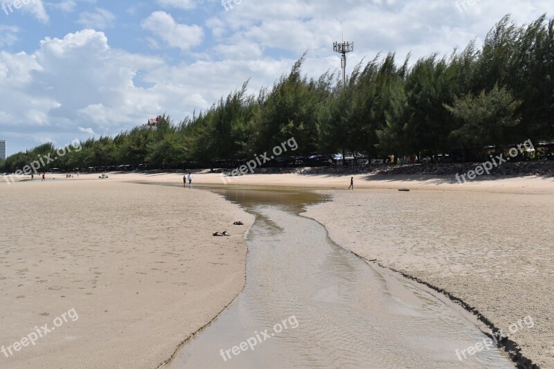 Pine Trees Sandy Beach Beach Wave Sky