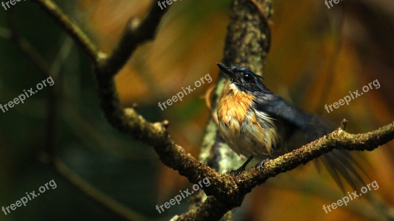 Bird Wildlife Nature Animal Outdoors