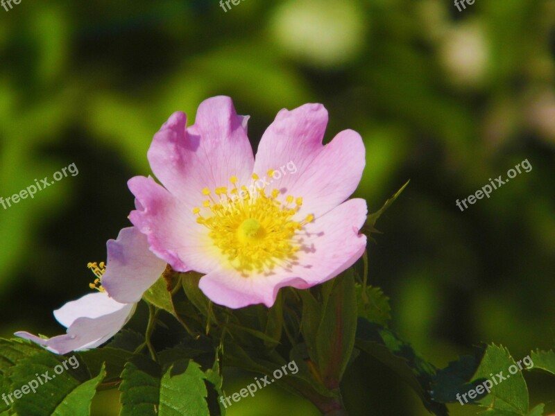 Nature Flower Plant Summer Leaf