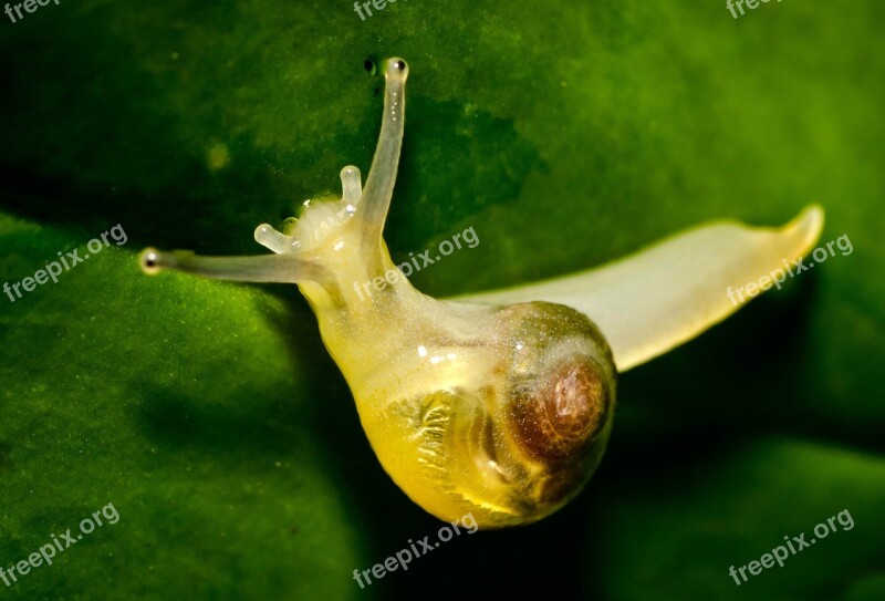 Garden Nature Invertebrate Gastropod Snail