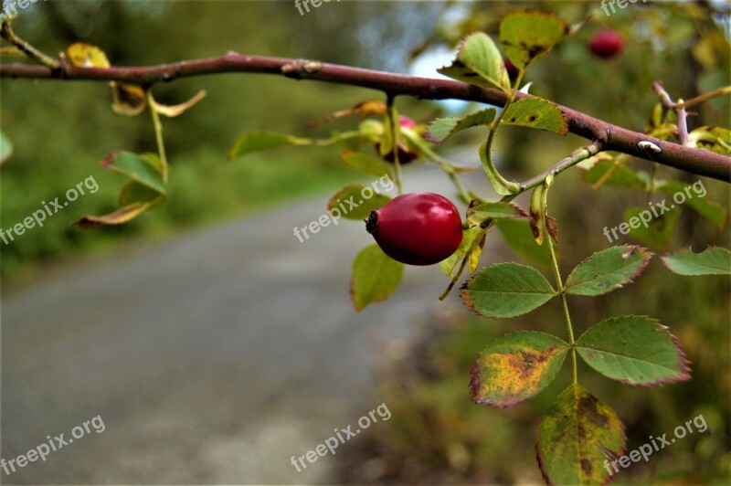 Hip Bush Path Red Twig