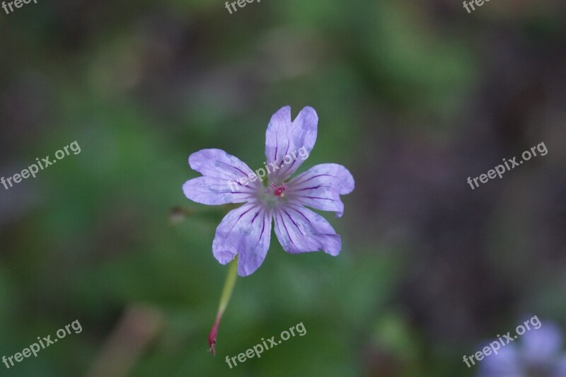 Flower Purple Flower Wildflower Wild Nature