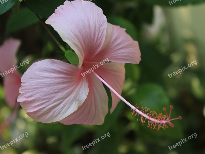 Flowers Comfortable Pink Free Photos