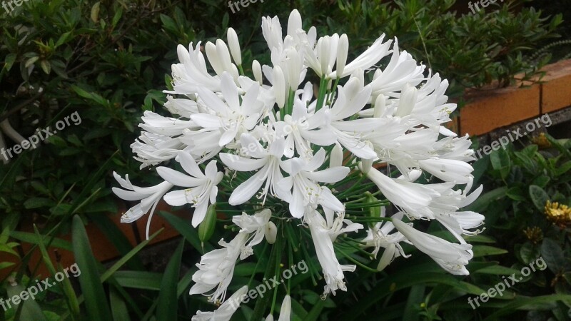 Nature Flower Plant Garden Summer