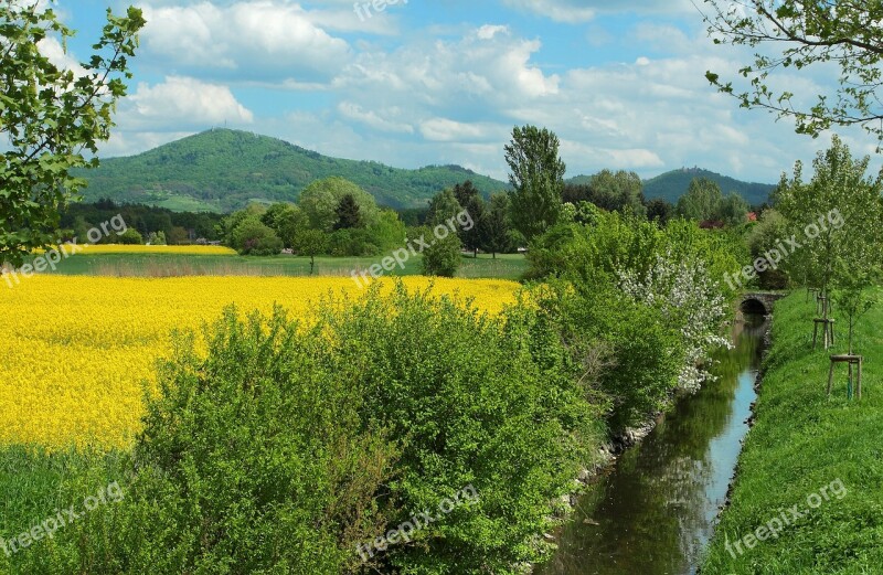 Nature Landscape Field Summer Tree