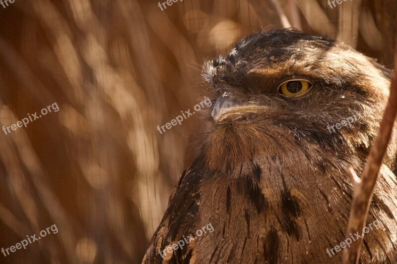 Nature Bird Wildlife Portrait Wild