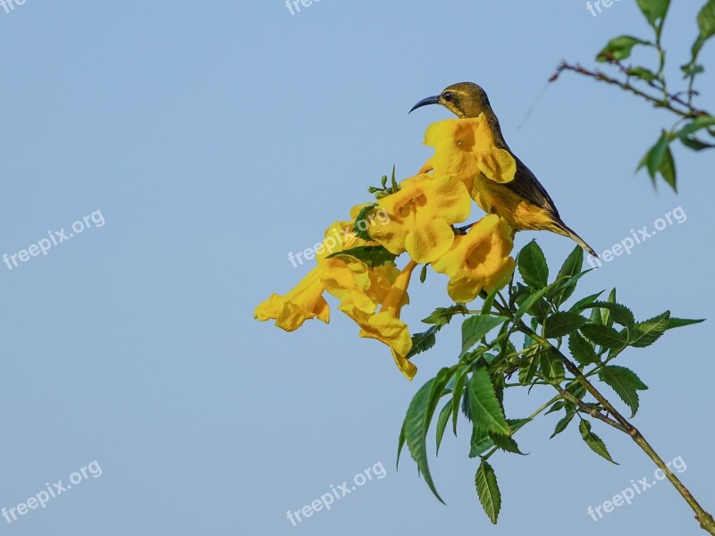 Sunbird Yellow Bird Feather Small Branch