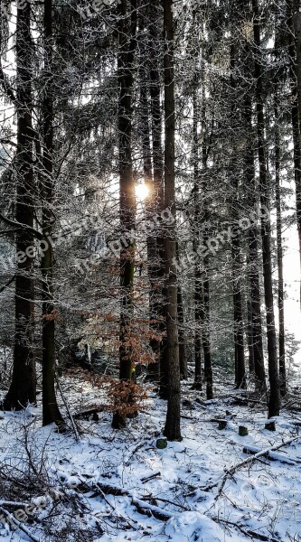 Winter Forest Firs Conifers Nature Snow