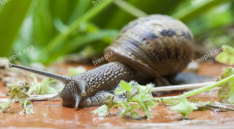 Snail Gastropod Clam Slow Macro