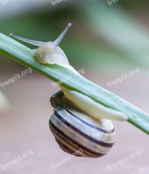 Snail Gastropod Clam Slow Macro