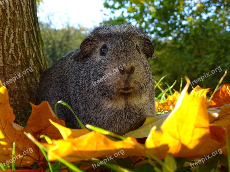 Guinea-pig Autumn Guinea Pigs Mammal Agouti