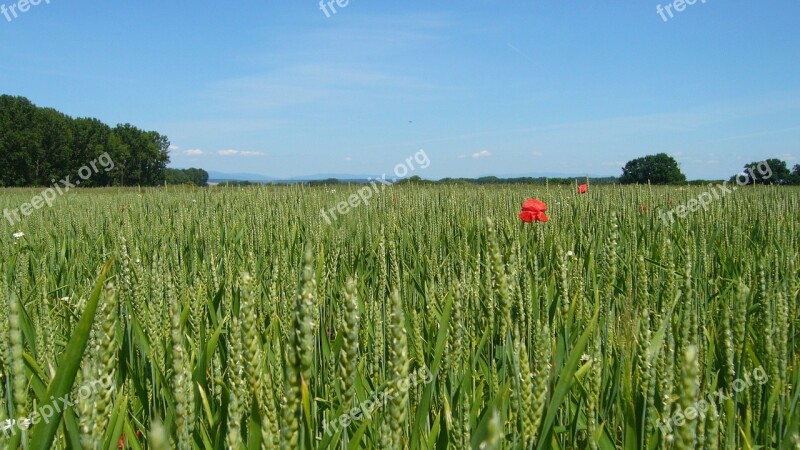 The Production Of Grain Field The Grain Corn Poppy Slovakia