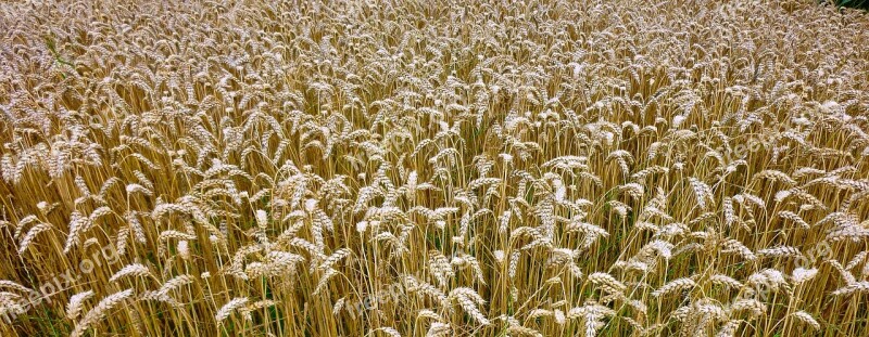 Nature Background Grain Cereals Spike