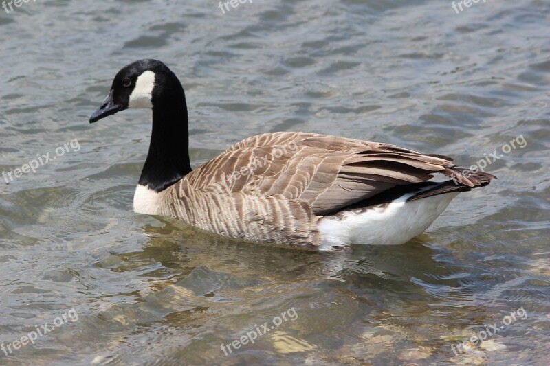 Bird Nature Waters Animal World Puddle